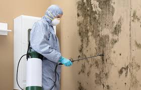 Professional Mold Remediation in Northlake, IL